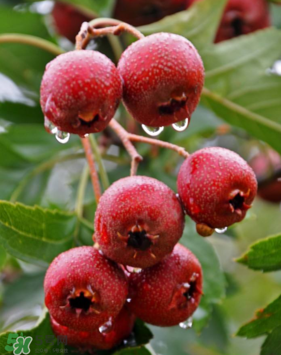 山楂和蜂蜜能一起沖水喝嗎？