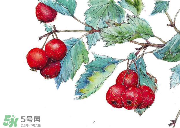 山楂要煲多長(zhǎng)時(shí)間最好？山楂要什么時(shí)候吃最好？