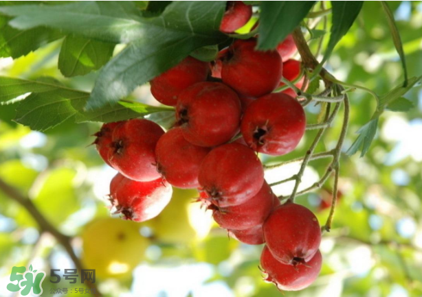 山楂怎么吃才減肥？山楂怎么吃能減肥瘦身？
