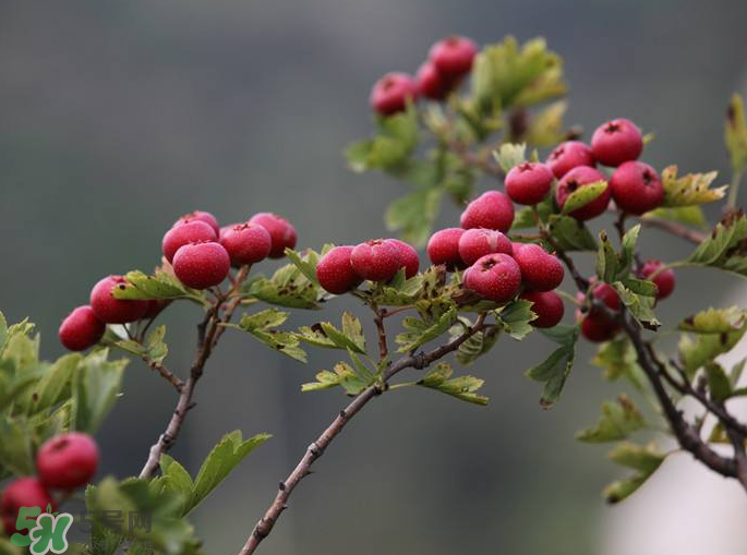 山楂怎么吃才減肥？山楂怎么吃能減肥瘦身？