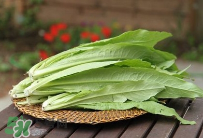 萵苣葉要焯水嗎？萵苣葉怎么做才不苦？