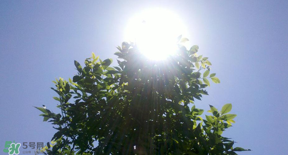 為什么三伏天最熱？如何過(guò)好三伏天？