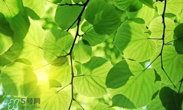 三伏天吃什么？三伏天養(yǎng)生