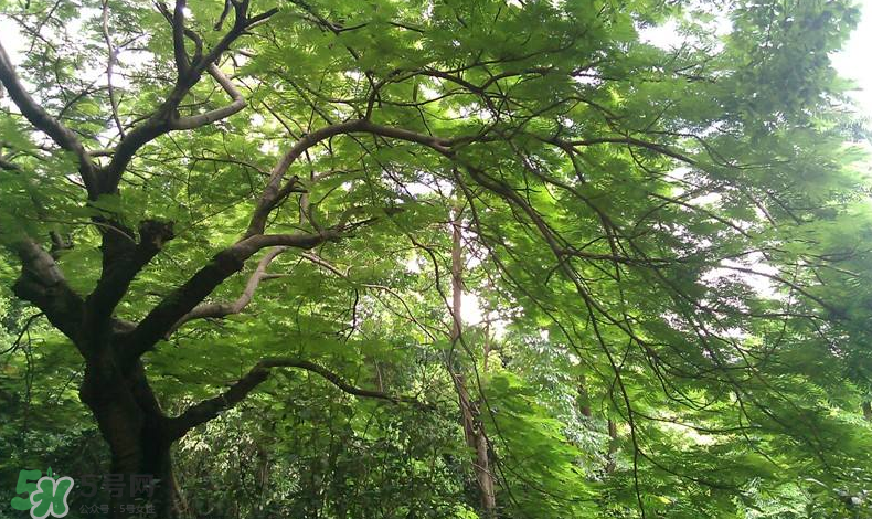 三伏天吃什么？三伏天養(yǎng)生