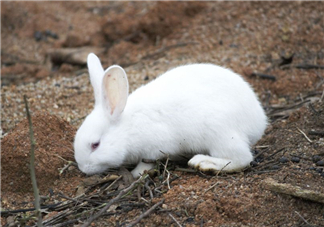 兔肉和羊肉能一起吃嗎？兔肉和羊肉相克嗎？