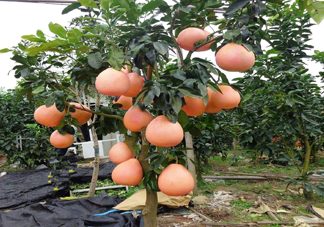 三紅蜜柚幾年結(jié)果？種三紅蜜柚好還是紅肉蜜柚好？