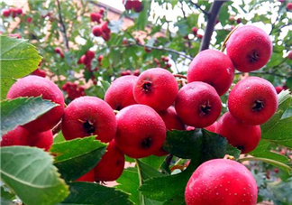 山楂和決明子泡茶喝的功效是什么？