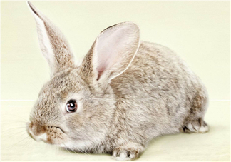 兔肉和雞肉能一起吃嗎？兔肉和土豆能一起吃嗎？