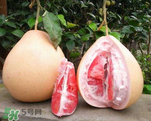 三紅蜜柚多少錢一斤2017？三紅蜜柚好吃嗎