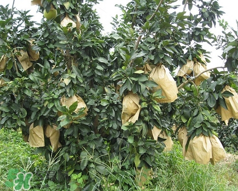 三紅蜜柚怎么儲藏保鮮？三紅蜜柚苗哪里可以買到