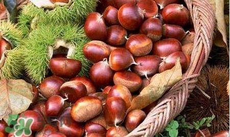 板栗酒能治療腎陽虛嗎？板栗泡酒真的能壯陽嗎？