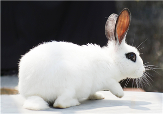 兔肉和芹菜能同吃嗎？兔肉和蝦能一起吃嗎？