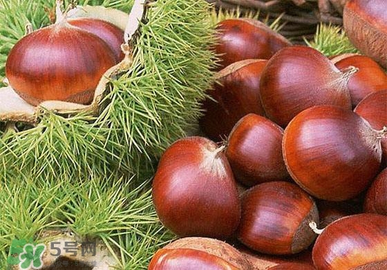 板栗酒能治療腎陽虛嗎？板栗泡酒真的能壯陽嗎？