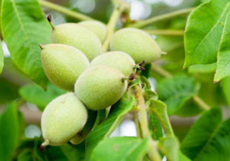 山核桃多少錢一斤2017？野生核桃多少錢一斤？