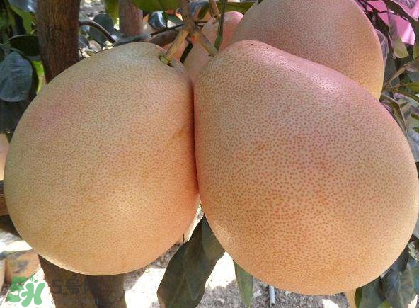 三紅蜜柚幾年結(jié)果？種三紅蜜柚好還是紅肉蜜柚好？