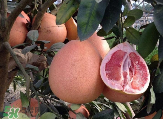 三紅蜜柚是轉(zhuǎn)基因的嗎？三紅蜜柚種植前景如何