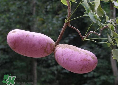 八月瓜種植騙局 八月瓜種植前景 八月瓜種植騙局 八月瓜種植前景