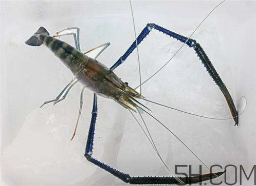 河蝦為什么不好養(yǎng)活？河蝦怎么養(yǎng)？