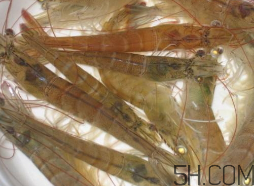 河蝦為什么不好養(yǎng)活？河蝦怎么養(yǎng)？