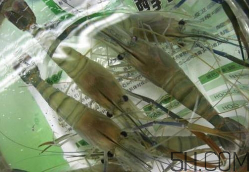 河蝦為什么不好養(yǎng)活？河蝦怎么養(yǎng)？