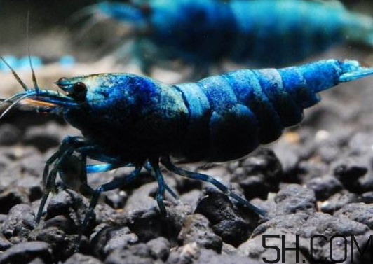 河蝦為什么不好養(yǎng)活？河蝦怎么養(yǎng)？