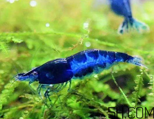 河蝦為什么不好養(yǎng)活？河蝦怎么養(yǎng)？