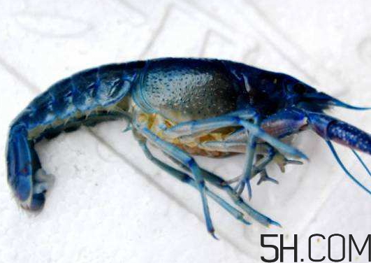 河蝦為什么不好養(yǎng)活？河蝦怎么養(yǎng)？