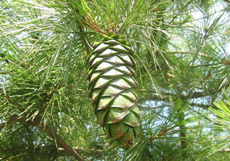 松籽是什么樹結(jié)的？松子還是松籽？