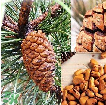 松籽是什么樹結(jié)的？松子還是松籽？