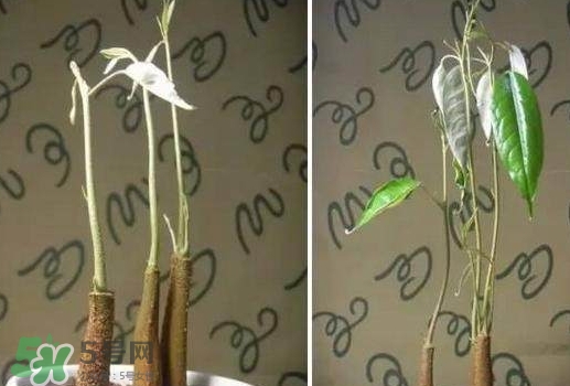 榴蓮籽能種嗎？榴蓮籽怎么種小盆栽？