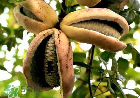 八月炸適合哪里種植？八月炸作用和功效是什么