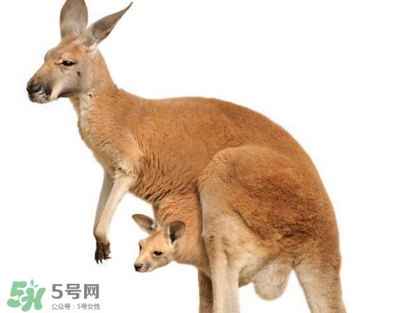 袋鼠是老鼠嗎？袋鼠肉好吃嗎