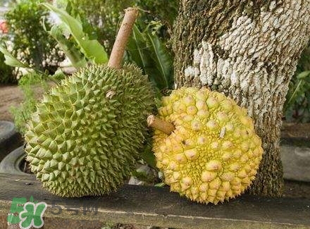 榴蓮吃不完怎么保存？榴蓮吃不完可以放冰箱嗎