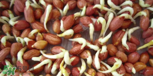 什么樣的花生適合發(fā)芽？花生的食用方法