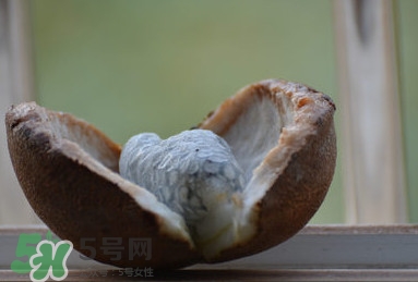 八月炸適合哪里種植？八月炸作用和功效是什么