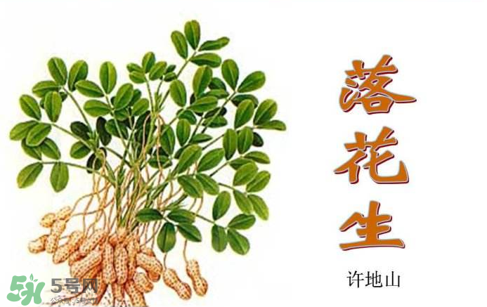 落花生是什么？關于花生的分解