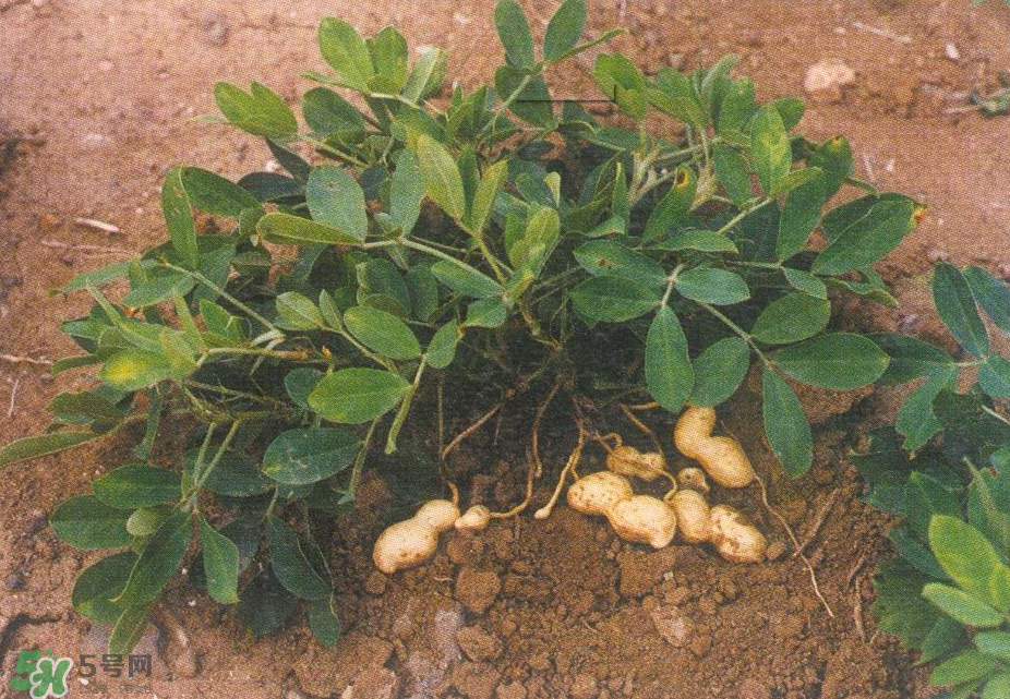 落花生是什么？關于花生的分解