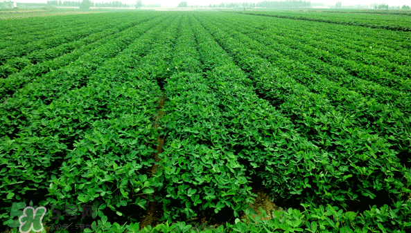 花生有哪些種類型？花生怎么栽培管理？