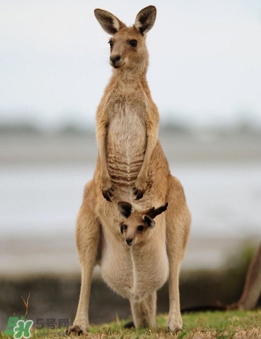 袋鼠是老鼠嗎？袋鼠肉好吃嗎