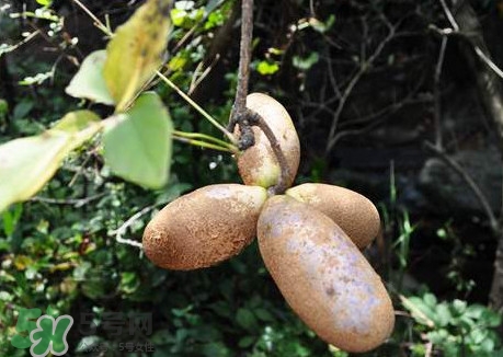 預(yù)知子是什么？預(yù)知子中藥能治什么病