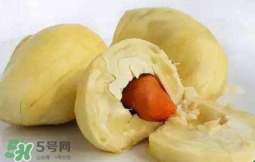 榴蓮籽能種嗎？榴蓮籽怎么種小盆栽？