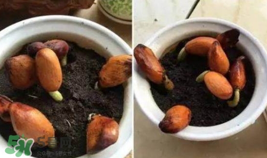 榴蓮籽能種嗎？榴蓮籽怎么種小盆栽？