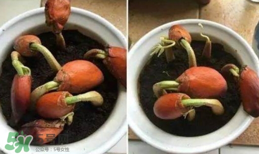 榴蓮籽能種嗎？榴蓮籽怎么種小盆栽？