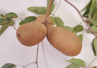 八月炸果為什么種的人少？八月炸可以放多久