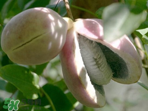 八月炸和八月扎有區(qū)別嗎？八月炸能泡酒嗎