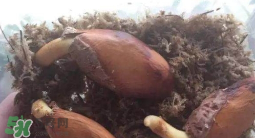 榴蓮籽能種嗎？榴蓮籽怎么種小盆栽？