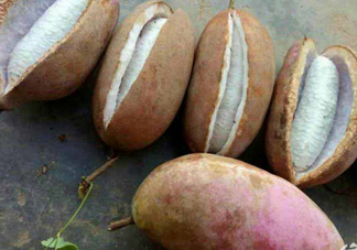 八月炸和八月扎有區(qū)別嗎？八月炸能泡酒嗎