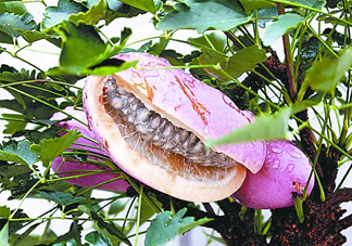 八月炸哪里有？八月炸可以人工種植嗎