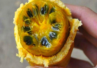 八月炸適合哪里種植？八月炸作用和功效是什么