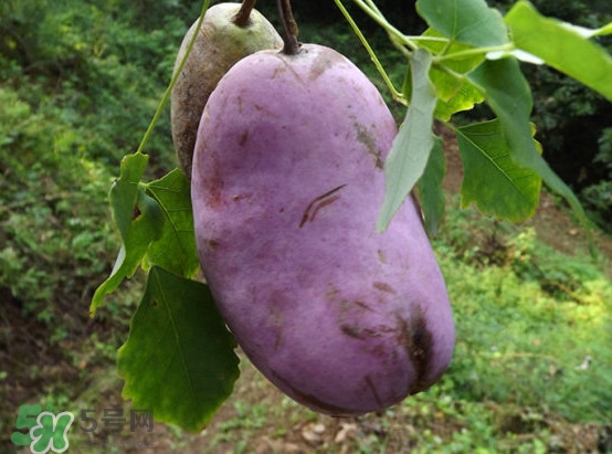 預(yù)知子是什么？預(yù)知子中藥能治什么病